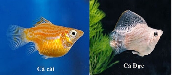 Cá đực và cá cái sở hữu nhiều đặc điểm dễ dàng phân biệt