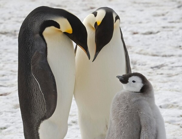 Chim cánh cụt sống ở đâu