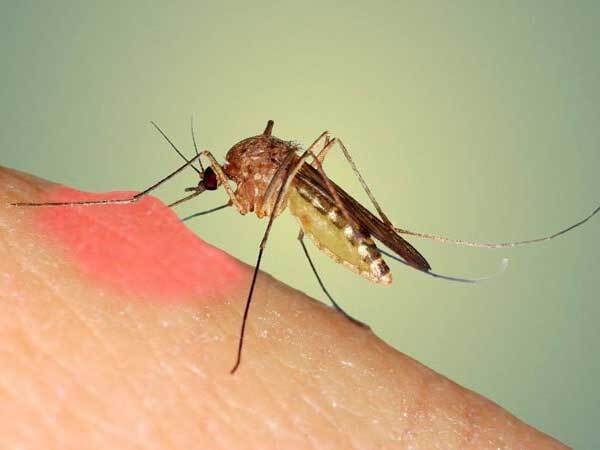 Muỗi đực có hút máu không