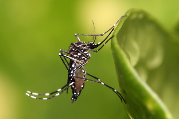 Tại sao muỗi đực lại hút máu? Mục đích và giải thích khoa học đằng sau hành vi hút máu của muỗi đực