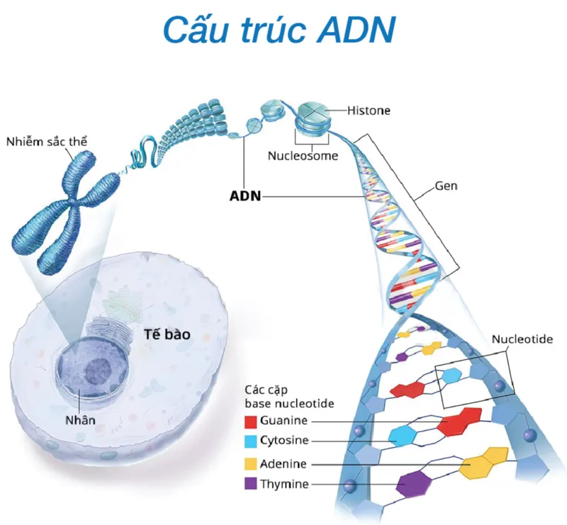 Các cặp bazơ A–T và G–C tạo thành “bậc thang” của chuỗi ADN, giúp lưu giữ mã di truyền chính xác.