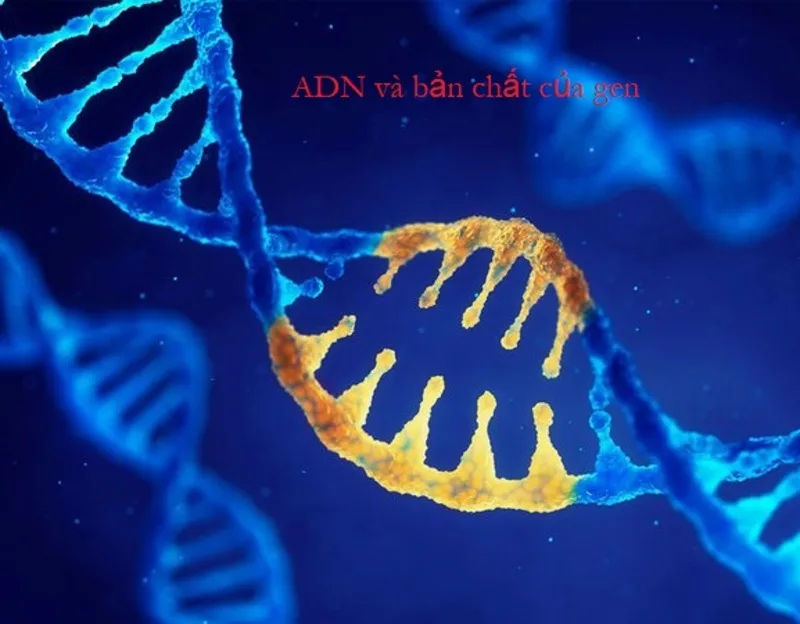 Nếu ADN giống như một cuốn sách di truyền, thì gen là từng đoạn nội dung chứa thông tin quy định tính trạng.