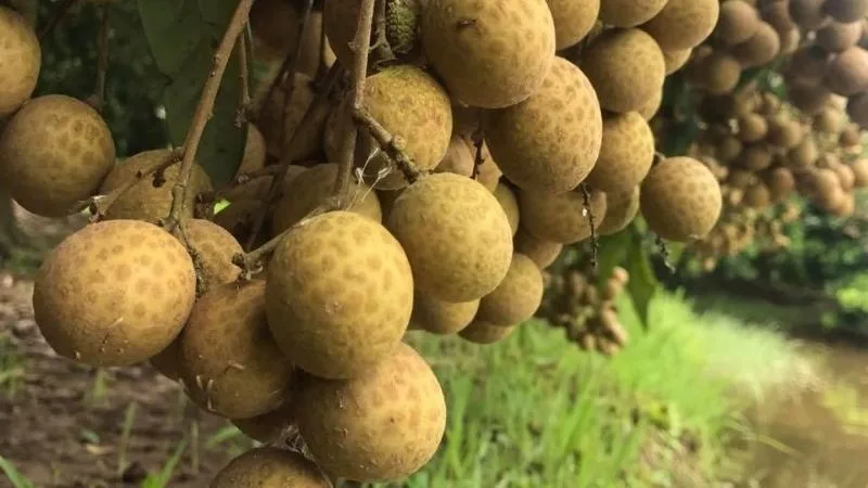 ăn nhãn nhiều có tốt không