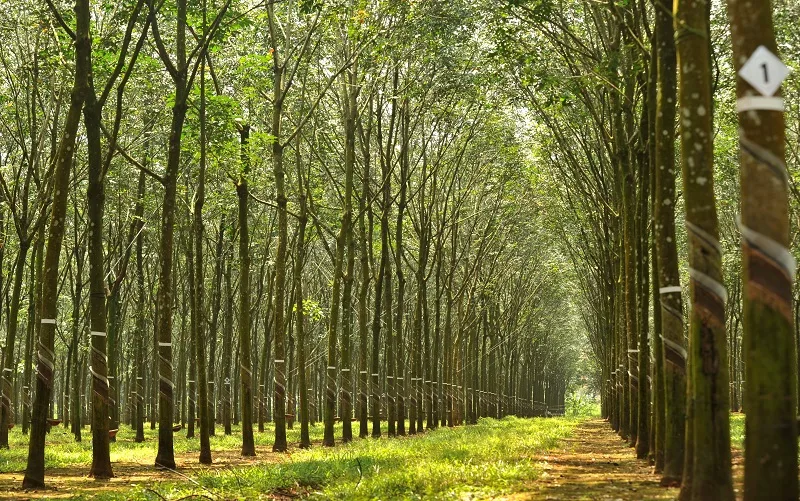 Quang hợp là gì