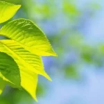 Quang hợp là gì? Định nghĩa, quá trình quang hợp và vai trò đối với sự sống