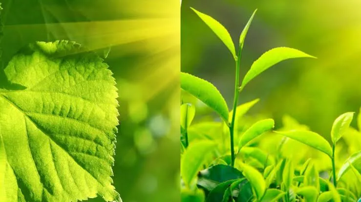 Quang hợp là gì