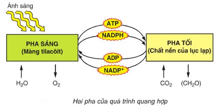 Quang hợp là gì