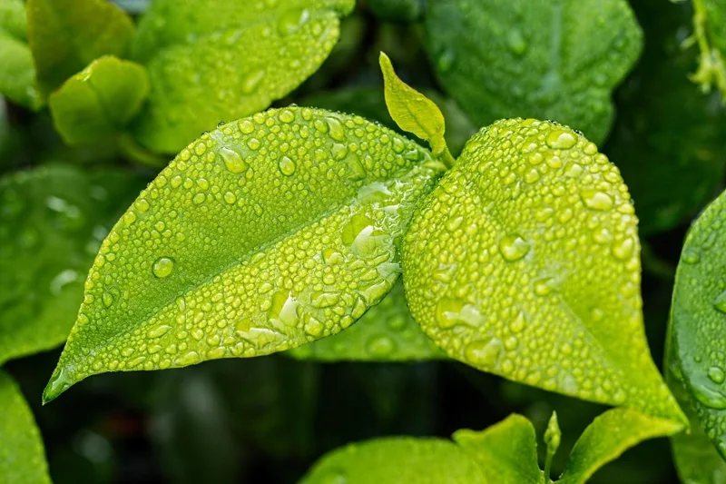 Quang hợp là gì