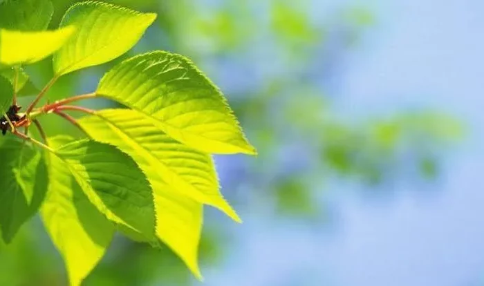 Quang hợp là gì? Định nghĩa, quá trình quang hợp và vai trò đối với sự sống
