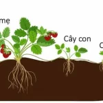 Sinh sản vô tính là gì? Đặc điểm, cơ chế và các hình thức phổ biến