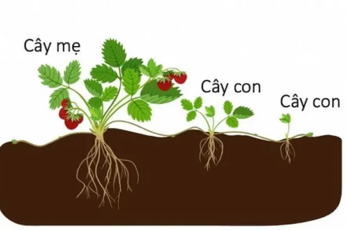 Sinh sản vô tính là gì? Đặc điểm, cơ chế và các hình thức phổ biến